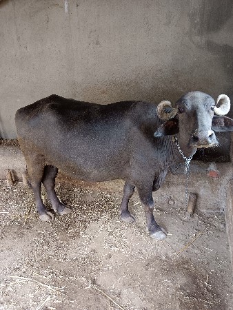ભેંસ વેસવાની છે