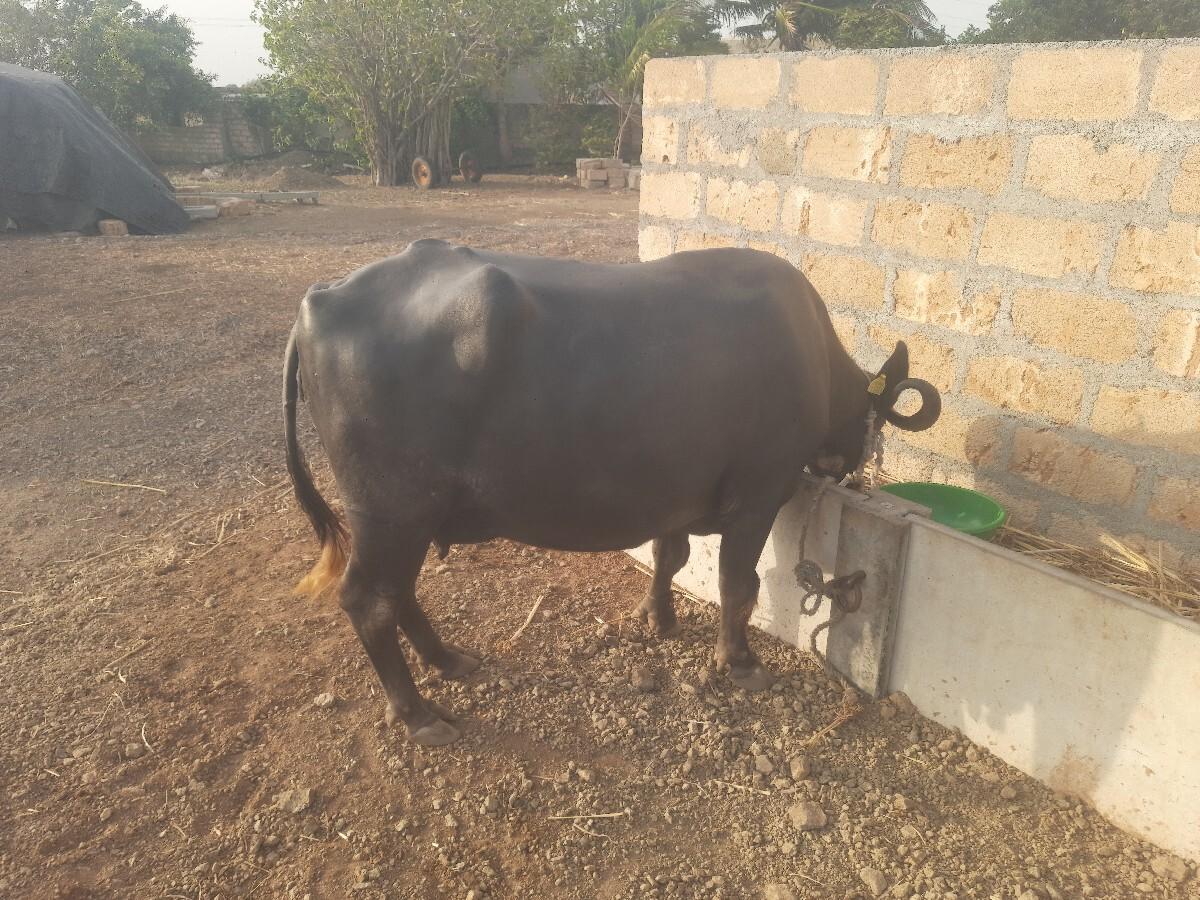 ભેંસ