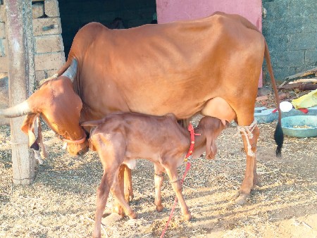 પેલું વેતર