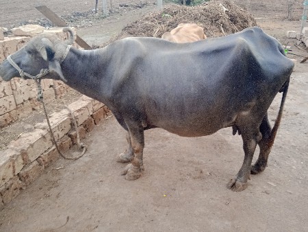 ભેંસ