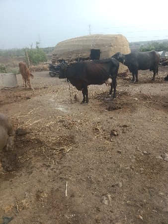 ગીર ક્રોસની જર્સી વેચવાની છે