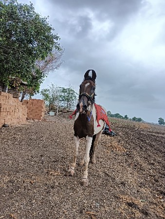 આ ધોડી વેસવાની સે સાટા કરવાના સે