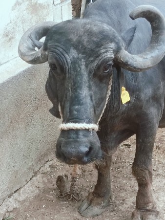 આ ભેંશ વેચવાની છે