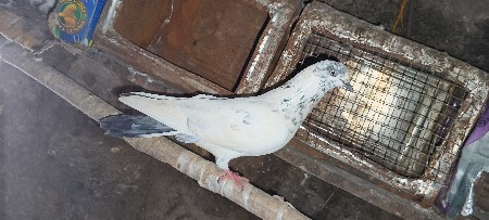 ઉડાન  નો નર સે