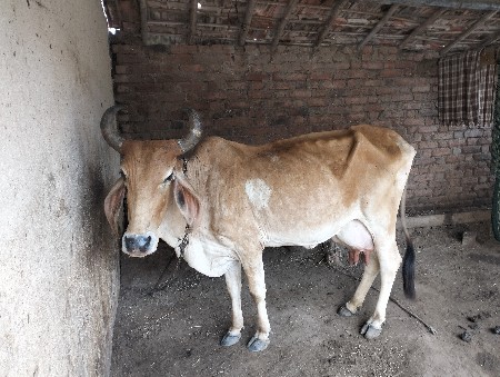 આ ગાય વેચવાની છે કીંમત 30