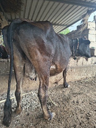 બીજું વેતર 20દિવસ ની કાશી