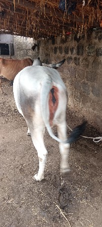 ગાય