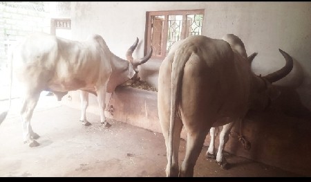 બળદ વેચવાના છે