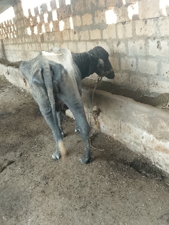 ખેડેલી