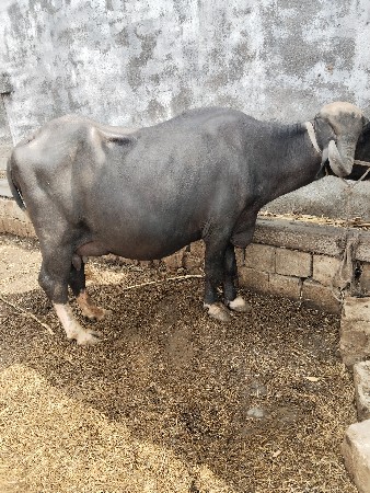 ભેંસ વેચવાની છે