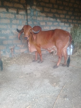 ગીરગાયવેશવાનીછે