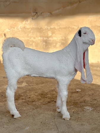Bakra leva se mare