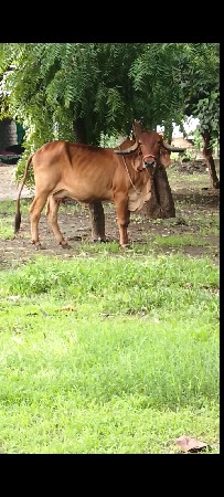 ઓરીજનલ ગીર ગાય વેચવાની