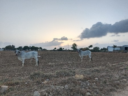 ગોધલા વેંચવા ના છે