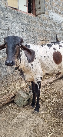 વાછડી કાબરી  વેચવાની છે 2