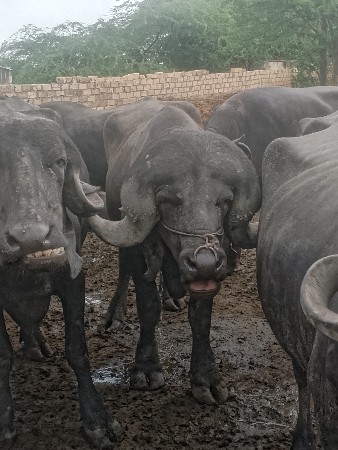 પાડો વેચવાનો છે