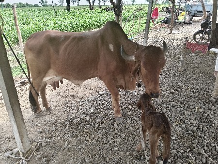 ગીર