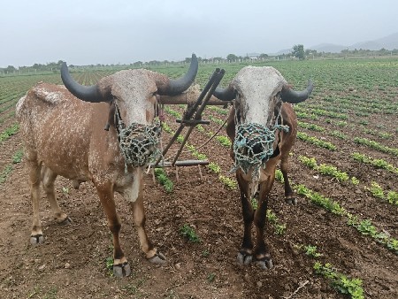 ઘોઢલા વેસવાનાછેસાવૂછે
