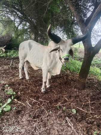 ગોટલો વેચવાનો છે