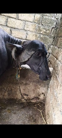 ૧ વેતર ખંડેલી વેચવઃની છે