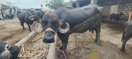 વેચવાની છે
