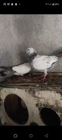 kabutar no joto vechava no se