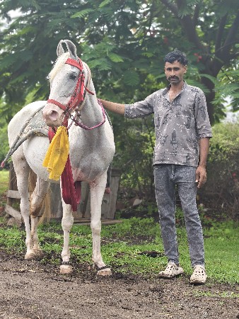 આ ઘોડી વેચવાની છે