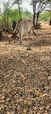 ગાય વેચવાનિ‌સે  આઠમો મયનોચાલે