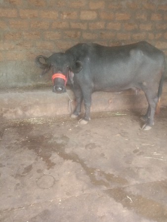 વેચવાની છે ભેંસ