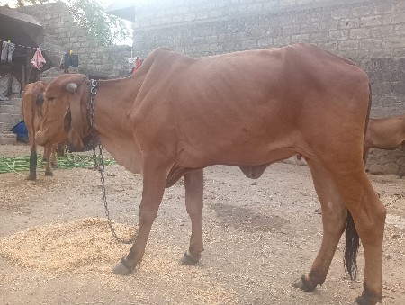 વાછરડી વેચવાની છે
