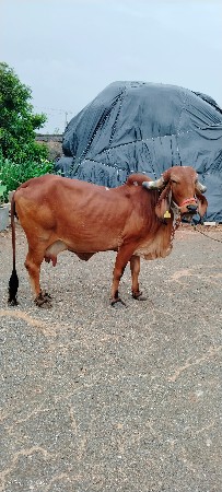 ગાય વેચવાની છે