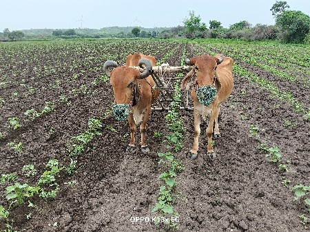 સોજા છે