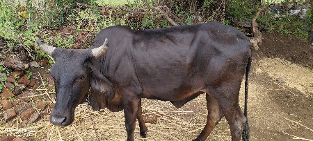 2વષં ની