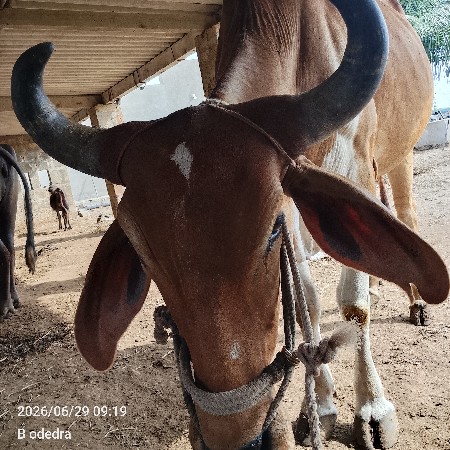ગોઢલો