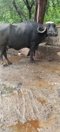 ખડેલી વેસવાની છે
