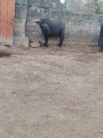 પાડો વેસવાનો
