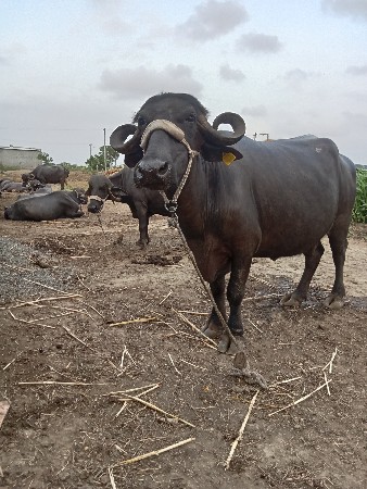 ભેંસ. વેચવા ની. છે