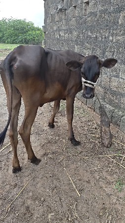 hf હોડકા વેચવાના છે.