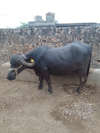 ભેંસ વેચવાની છે.