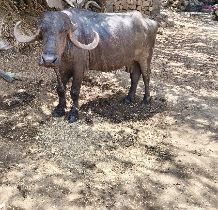 ભેંસ વેચવાની છે