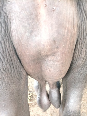 ભેંસ વેચવાની છે