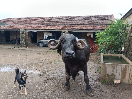 ભેંસ વેચવાની છે