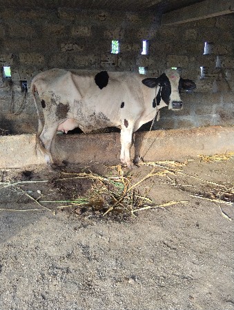 જરસી 2 ગાયુ વેચવાની છે