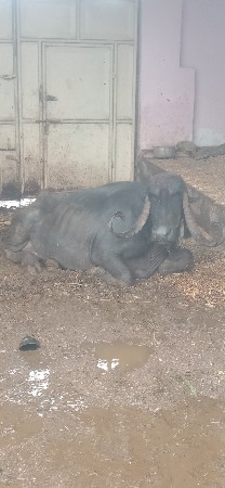 આ ભેંસ વેચવાની છે