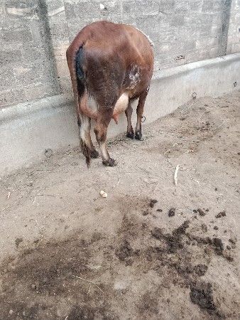 2 વેતર