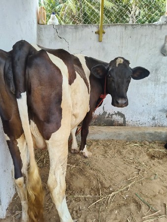 ગાય વેચવાની છે