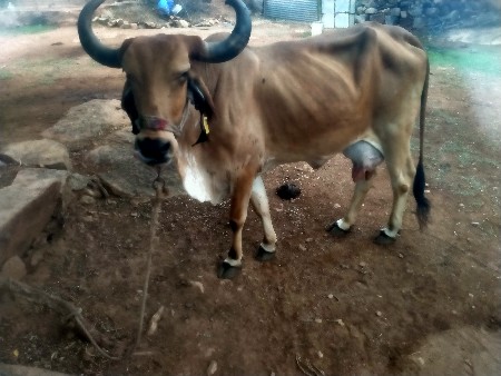 ઞાય