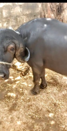 પાડો