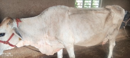 આ ગાય વેચવાની છે