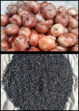 પીળી પતી ડુંગળીનુ બી વેચવાનું છે